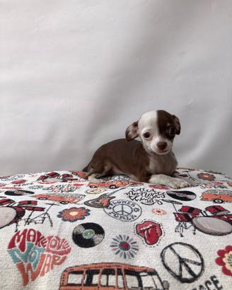 Chihuahua - Maschio e Femmina