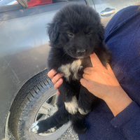 Cuccioli border colli meticci