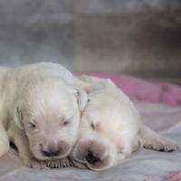 Cuccioli di golden retriever