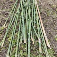 bambù paletti pomobori