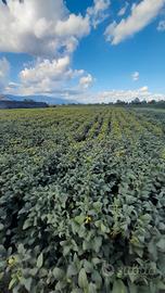 Terreno agricolo