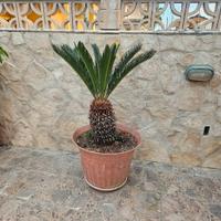 Cycas in vaso 