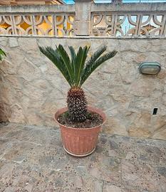 Cycas in vaso 