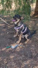 Splendida cucciola mix pastore
