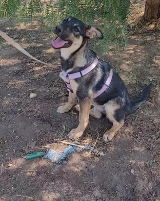 Splendida cucciola mix pastore