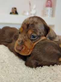Cuccioli di bassotto arlecchino