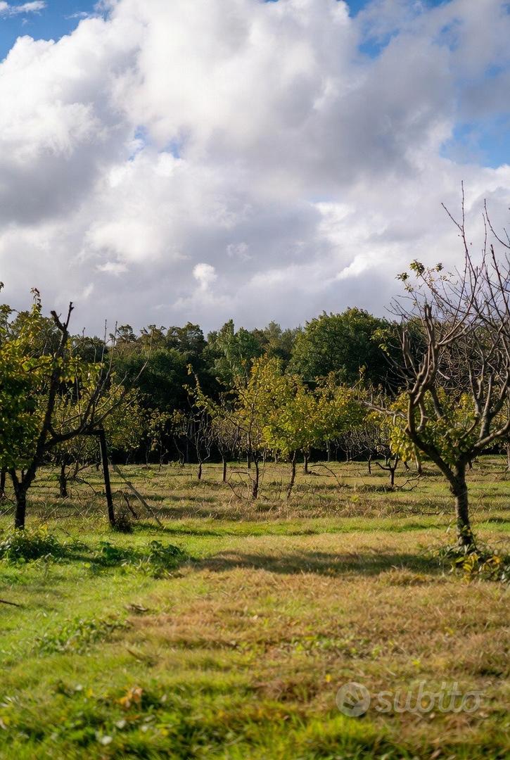 Quota Societaria con Terreno Agricolo - Vista 4