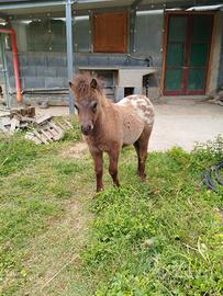 Puledro di pony