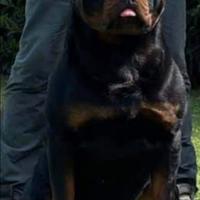 Rottweiler maschio per monte