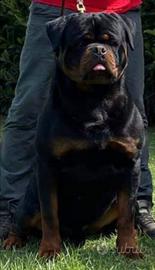 Rottweiler maschio per monte