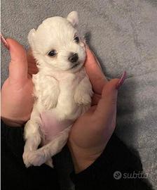 Maltese cuccioli