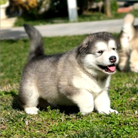 Alaskan malamute