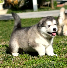 Alaskan malamute