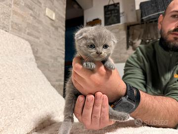 Scottish Fold femmina