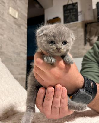 Scottish Fold femmina