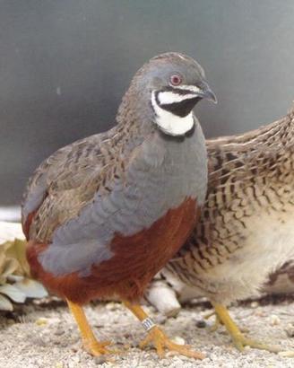 Quaglie cinesi