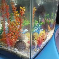 Acquario completo