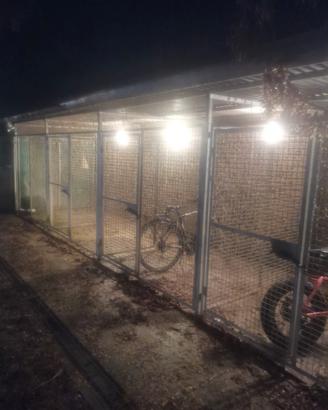 4 box cani professionali 2x2 