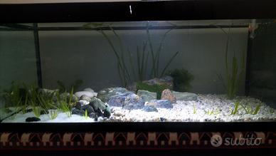 Acquario