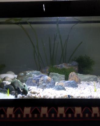 Acquario