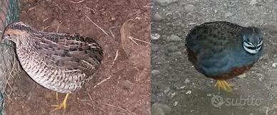 Coppie di quaglie Cinesi 2024