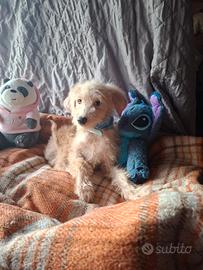 Maltipoo cucciolo