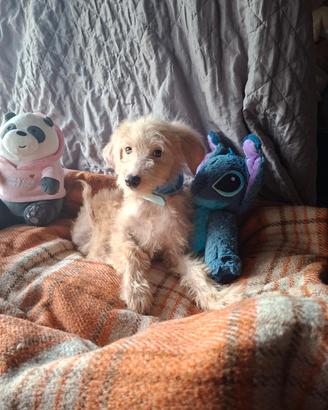 Maltipoo cucciolo