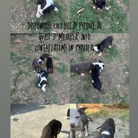 Cuccioli di Pitbull