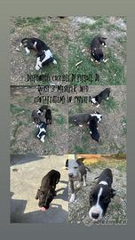Cuccioli di Pitbull