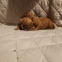 Cuccioli di barboncino red