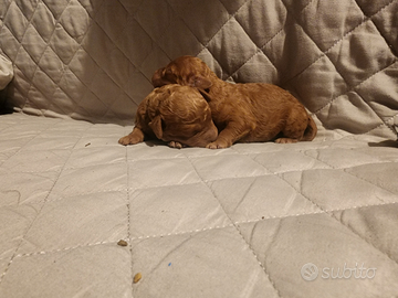 Cuccioli di barboncino red