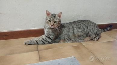 Gatti di 1 e 2 anni