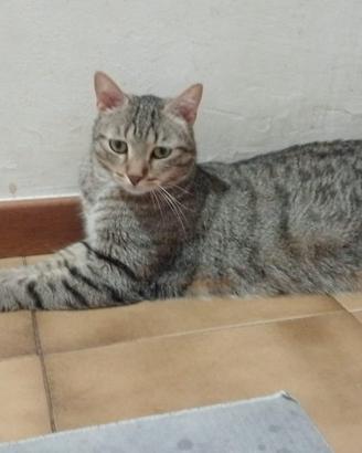 Gatti di 1 e 2 anni