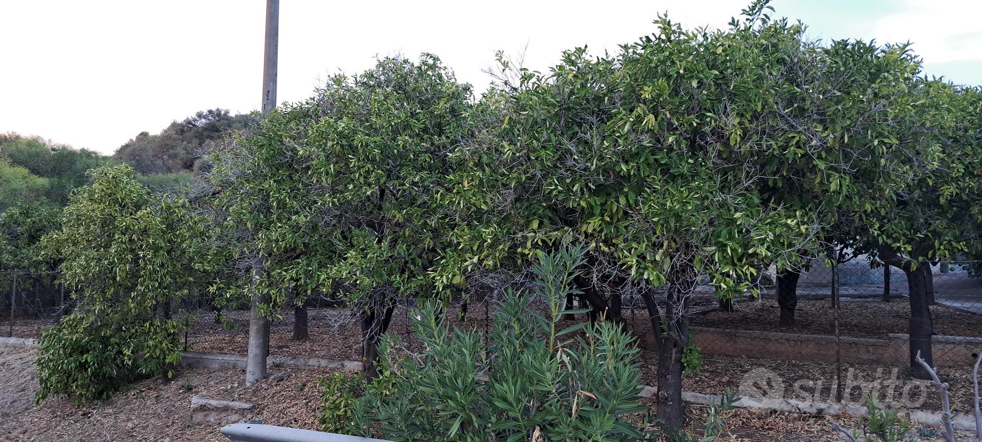 terreno e fabbricato contrada carancino - Vista 5