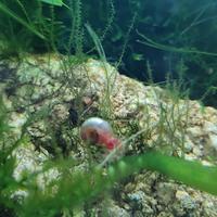 Planorbarius Pearl