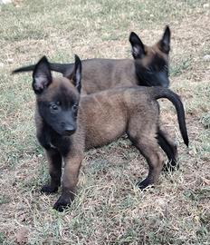 pastore belga malinois pedigree ENCI 