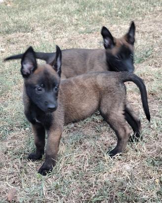 pastore belga malinois pedigree ENCI 