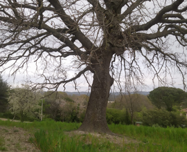 Terreno agricolo