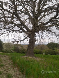 Terreno agricolo