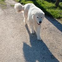 Pastore Abruzzese Maremmano x accoppiamento