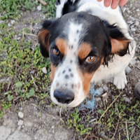 Cane Épagneul breton