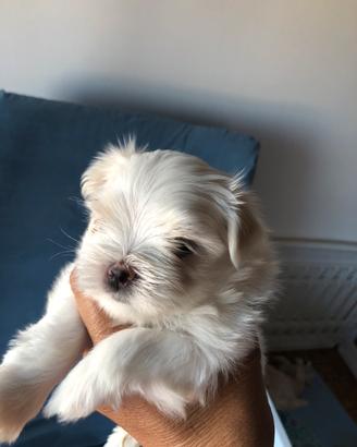 Maltesina coreana