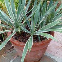 PIANTA GRASSA - AGAVE in grande vaso