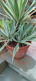 PIANTA GRASSA - AGAVE in grande vaso