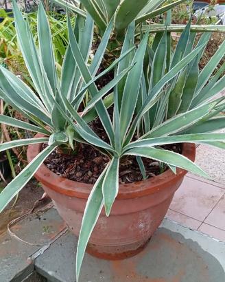 PIANTA GRASSA - AGAVE in grande vaso