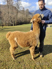 Alpaca