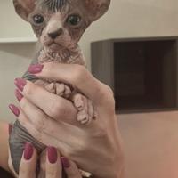 Cuccioli Sphynx