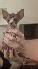 Cuccioli Sphynx