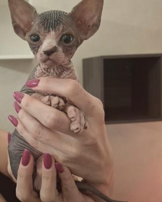 Cuccioli Sphynx