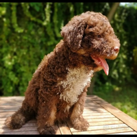 Lagotto Romagnolo